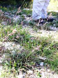 Image result for Eragrostis porosa