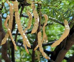 Image result for Prosopis glandulosa