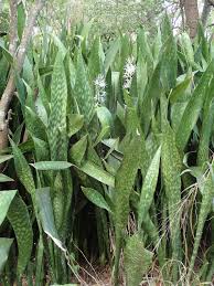 Image result for Sansevieria metallica