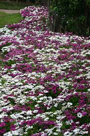 Image result for foto Osteospermum