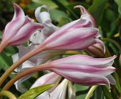 Image result for Crinum walteri