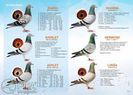 The breed was created in budapest, hungary. Roger David Pierre Pecrot Be Success Based On A Solid Collection Of Breeders Pipa