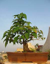 50 Bodhi Tree Ficus Religiosa Bonsai Tree Seeds Exotic Home Bonsai Tree Seeds Ebay