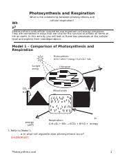 Photosynthesis and respiration pogil.pdf from bio 310 at eastern michigan university. 14 Photosynthesis And Respiration Key Docx Photosynthesis And Respiration Wh Y What Is The Relationship Between Photosynthesis And Cellular Course Hero