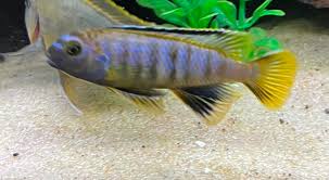 A huge thank you to Terry over at Saltys!! I had a quick visit and wanted  to bring a few fish home!!