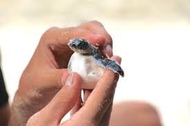 It might seem fun and glamorous on the surface, but the real work lies in finding ways to synchronize and trust each other, the discipline to adhere to instructions and the. Volunteer Research Project With Sea Turtles In Malaysia Go Overseas
