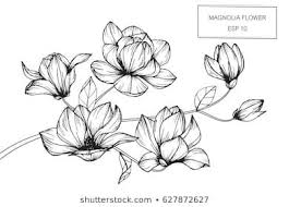 Magnolia Flowers Drawing And Sketch With Line Art On White Backgrounds Comment Dessiner Une Fleur Tatouage Magnolia Dessin Botanique