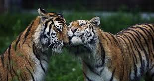 Loving Tigers Animals Beautiful Tiger Love Tiger