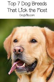 7 Dog Breeds That Lick A Lot Dogvills