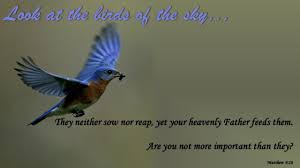 Bird On A Wire Movie Review Matthew 6 26 Birds Flying Blue Bird Nature Birds