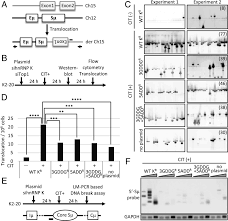 Get better results for similar images in the future. Rna Binding Motifs Of Hnrnp K Are Critical For Induction Of Antibody Diversification By Activation Induced Cytidine Deaminase Pnas