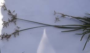 Image result for Fimbristylis complanata