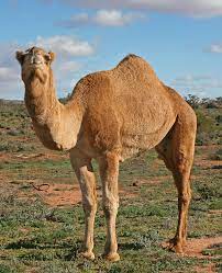 It turns out, camels don't need to sweat very much to stay cool. Camel Wikipedia