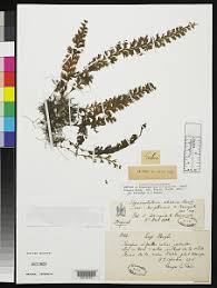 Image result for Hymenophyllum splendidum