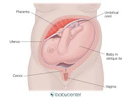 Fetal Presentation Breech Posterior Transverse Lie And More Babycenter