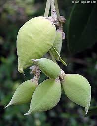 Image result for Avicenniaceae