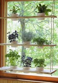 window plants, herb garden in kitchen