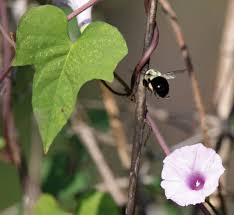 Image result for Ipomoea sinensis