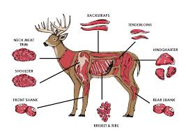 deer meat diagram get rid of wiring diagram problem