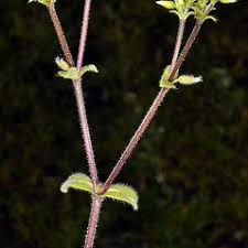 Image result for Cerastium glomeratum