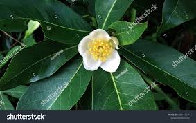 Image result for Theaceae