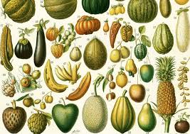 1897 Fruits Legumes Avocat Mandarine Orange Tomate Piment Etsy French Illustration French Antiques French Print