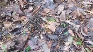 Maybe you would like to learn more about one of these? Deer Droppings