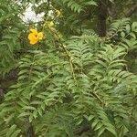 Image result for Senna petersiana