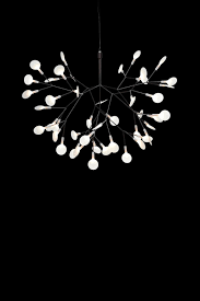 Image result for Heracleum