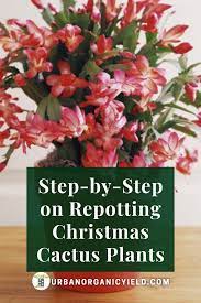 How To Take Care Of Christmas Cactus How To Grow Christmas Cactus Christmas Cactus Plant Holiday Cactus