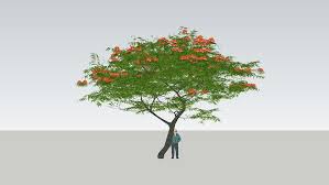 While it can be difficult to find plants that will thrive in a small space in the shade pick out plants that thrive in shade to put under big trees. Delonix Regia Poinciana Tree 3d Warehouse