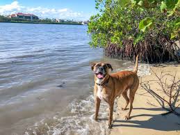 Dogs take to water like. Can Boxers Swim Embora Pets
