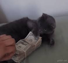 Check spelling or type a new query. Money Cat Gifs Get The Best Gif On Giphy