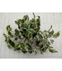 Le design intérieur moderne est devenu le maître mot lorsque vous cherchez à réorganiser votre maison, et plus de gens sont à la recherche d'inspiration que jamais auparavant. Scindapsus Ngoy