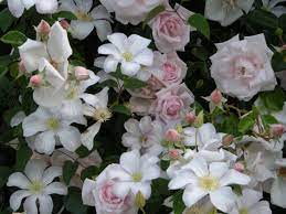 New Dawn Rose And Clematis Huldine In Anthony S Garden Clematis New Dawn Climbing Rose Climbing Roses