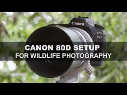 Introduction Canon S Eos 80d Is The Most Recent Release In A Very Popular Series Of Cameras Tha Wildlife Photography Youtube Photography Dslr Photography Tips