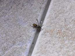 In meiner wohnung fliegen plötzlich wespen im winter! Woran Liegt Es Dass Die Wespen In Meiner Wohnung Sterben Und Wie Kommen Die Uberhaupt In Meine Wohnung Haushalt