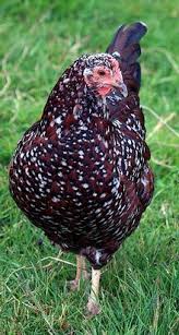 Black And White Speckled Chicken Name Beautifulchickens Html Fancy Chickens Beautiful Chickens Pet Chickens