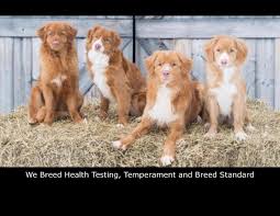 Your scotia duck stock images are ready. Rc Tollers Nova Scotia Duck Tolling Retriever Breeder Home Facebook