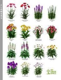 Image Result For Free Download Google Sketchup 3d Flowers And Pants Landscape Design Cottage Garden Plants Plant Design