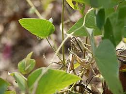 Image result for Teramnus