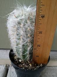 The needles stuck in your skin will rise and be removed with the glue. Oreocereus Trollii Kupper Cactus Old Man Of The Andes Ships Etsy Old Man Cactus Cactus Hairy Cactus
