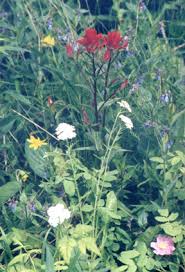 Plant identification links to quality wildflower and weed identification pages on the web, including database keys for calflora database an excellent database including photos of california wild flowers. Wildflower Wikipedia