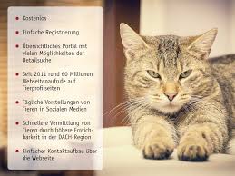 Spare wertvolle zeit und verwende diese vorlage, so dass du dich voll und ganz auf die suche nach deinem liebling konzentrieren kannst! Unsere Hilfe Fur Tierschutzvereine Tasso