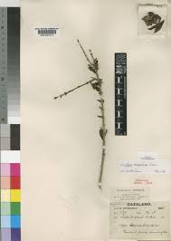 Image result for Coffea racemosa