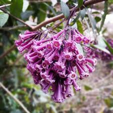 Image result for Cestrum × cultum