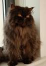 Persians for Sale in Providence | Cats on Oodle Classifieds