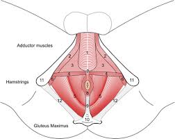 The Pelvic Floor And Male Sexual Function Abdominal Key