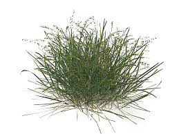 Panic Grass 3d Model Landscape Architecture Graphics Garden Illustration Grass