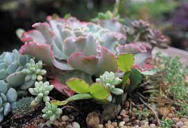 State of california department of motor vehicles. A World Of Natural Wonder For Cacti And Succulent Fans At The California Cactus Center